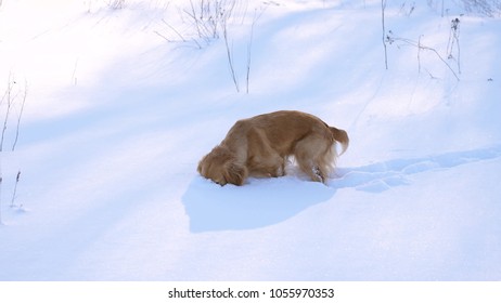 why do puppies eat snow