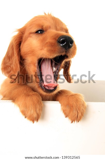 Golden Irish Red Retriever Puppy Hybrid Stock Photo Edit Now 139312565