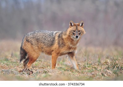 Golden Jackal