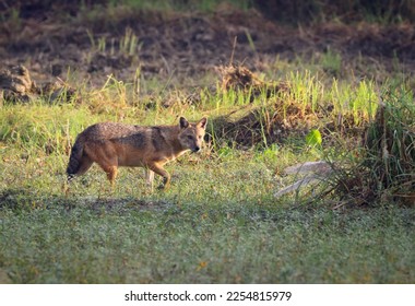 golden jackal, also called common jackal, is a wolf-like canid that is native to Southeast Europe, Central Asia, Western Asia, South Asia, and regions of Southeast Asia. - Shutterstock ID 2254815979