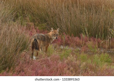 Golden Jackal (Canis Aureus) 