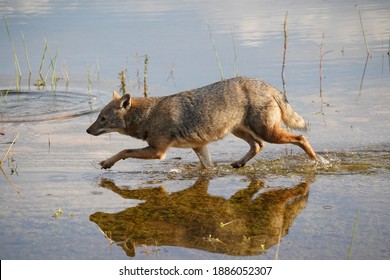 Golden Jackal Canis Aureus Animal