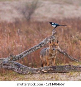 Golden Jackal (Canis Aureus) In Danube Delta A Ramsar Wetland And Unesco World Heritgage Site Within Tulcea County In Romania, Europe