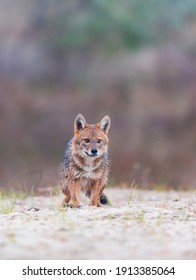 Golden Jackal (Canis Aureus) In Danube Delta A Ramsar Wetland And Unesco World Heritgage Site Within Tulcea County In Romania, Europe