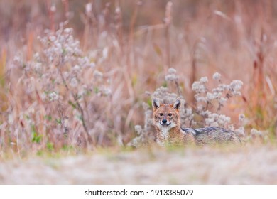 Golden Jackal (Canis Aureus) In Danube Delta A Ramsar Wetland And Unesco World Heritgage Site Within Tulcea County In Romania, Europe