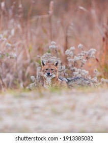 Golden Jackal (Canis Aureus) In Danube Delta A Ramsar Wetland And Unesco World Heritgage Site Within Tulcea County In Romania, Europe