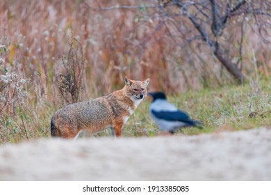 Golden Jackal (Canis Aureus) In Danube Delta A Ramsar Wetland And Unesco World Heritgage Site Within Tulcea County In Romania, Europe