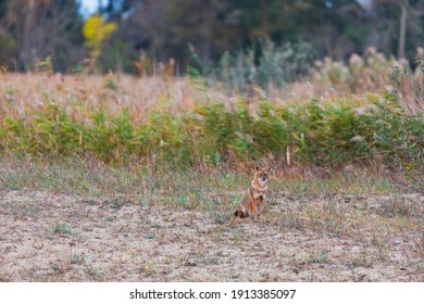 Golden Jackal (Canis Aureus) In Danube Delta A Ramsar Wetland And Unesco World Heritgage Site Within Tulcea County In Romania, Europe