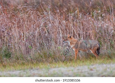 Golden Jackal (Canis Aureus) In Danube Delta A Ramsar Wetland And Unesco World Heritgage Site Within Tulcea County In Romania, Europe