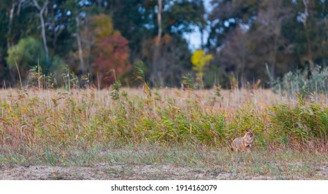 Golden Jackal (Canis Aureus) In Danube Delta A Ramsar Wetland And Unesco World Heritgage Site Within Tulcea County In Romania, Europe