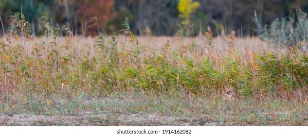 Golden Jackal (Canis Aureus) In Danube Delta A Ramsar Wetland And Unesco World Heritgage Site Within Tulcea County In Romania, Europe