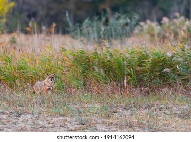 Golden Jackal (Canis Aureus) In Danube Delta A Ramsar Wetland And Unesco World Heritgage Site Within Tulcea County In Romania, Europe