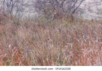 Golden Jackal (Canis Aureus) In Danube Delta A Ramsar Wetland And Unesco World Heritgage Site Within Tulcea County In Romania, Europe