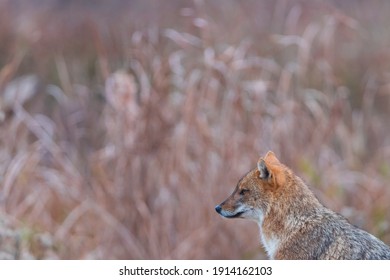 Golden Jackal (Canis Aureus) In Danube Delta A Ramsar Wetland And Unesco World Heritgage Site Within Tulcea County In Romania, Europe