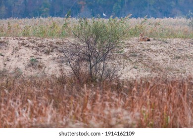 Golden Jackal (Canis Aureus) In Danube Delta A Ramsar Wetland And Unesco World Heritgage Site Within Tulcea County In Romania, Europe