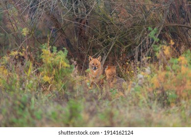 Golden Jackal (Canis Aureus) In Danube Delta A Ramsar Wetland And Unesco World Heritgage Site Within Tulcea County In Romania, Europe