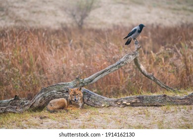 Golden Jackal (Canis Aureus) In Danube Delta A Ramsar Wetland And Unesco World Heritgage Site Within Tulcea County In Romania, Europe