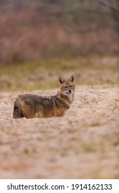 Golden Jackal (Canis Aureus) In Danube Delta A Ramsar Wetland And Unesco World Heritgage Site Within Tulcea County In Romania, Europe