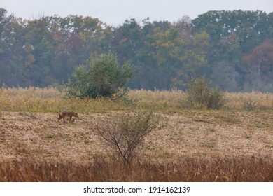 Golden Jackal (Canis Aureus) In Danube Delta A Ramsar Wetland And Unesco World Heritgage Site Within Tulcea County In Romania, Europe