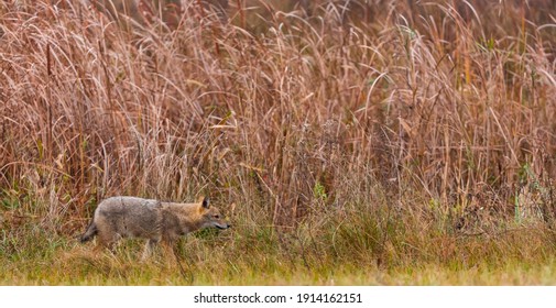 Golden Jackal (Canis Aureus) In Danube Delta A Ramsar Wetland And Unesco World Heritgage Site Within Tulcea County In Romania, Europe