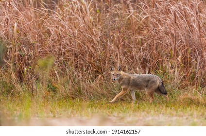 Golden Jackal (Canis Aureus) In Danube Delta A Ramsar Wetland And Unesco World Heritgage Site Within Tulcea County In Romania, Europe