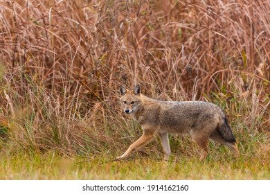 Golden Jackal (Canis Aureus) In Danube Delta A Ramsar Wetland And Unesco World Heritgage Site Within Tulcea County In Romania, Europe