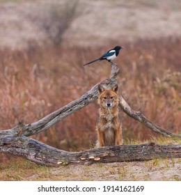 Golden Jackal (Canis Aureus) In Danube Delta A Ramsar Wetland And Unesco World Heritgage Site Within Tulcea County In Romania, Europe