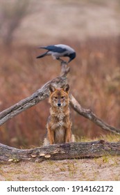 Golden Jackal (Canis Aureus) In Danube Delta A Ramsar Wetland And Unesco World Heritgage Site Within Tulcea County In Romania, Europe