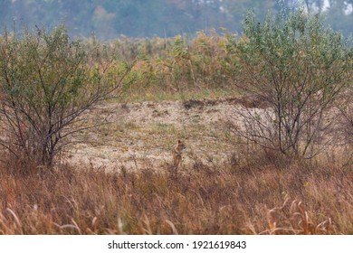 Golden Jackal (Canis Aureus) In Danube Delta A Ramsar Wetland And Unesco World Heritgage Site Within Tulcea County In Romania, Europe