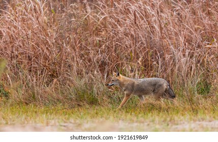 Golden Jackal (Canis Aureus) In Danube Delta A Ramsar Wetland And Unesco World Heritgage Site Within Tulcea County In Romania, Europe