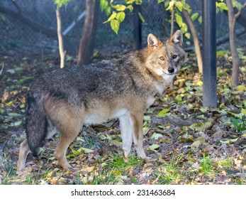 Golden Jackal (Canis Aureus) In A Forest