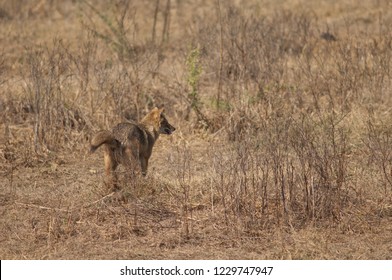 Golden jackal (Canis aureus indicus) scent-marking. Keoladeo Ghana. Bharatpur. Rajasthan. India. - Shutterstock ID 1229747947