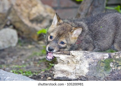 Golden Jackal (Canis Aureus) Pup