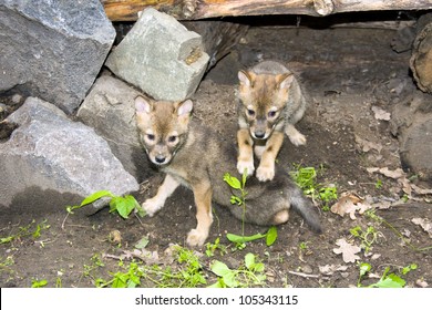 Golden Jackal (Canis Aureus) Pup