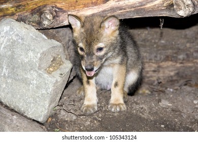 Golden Jackal (Canis Aureus) Pup