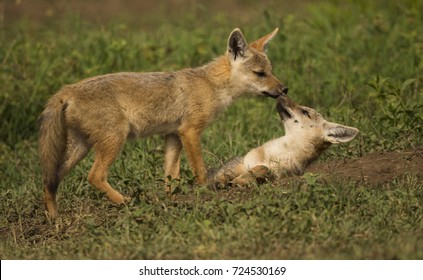 Golden Jackal, Canis Aureus, Pups At Den Site, Play Fighting, Ngorongoro Crater, Tanzania, Africa