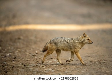 dorden jackal o perfil lateral Canis aureus corriendo o cruzando la pista forestal en la zona de dhikala de jim corbett parque nacional o bosque uttarakhand india asia