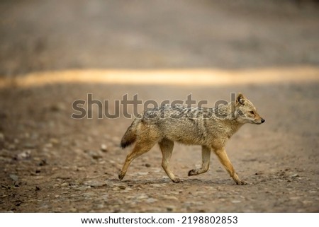 golden jackal or Canis aureus side profile running or crossing forest track at dhikala zone of jim corbett national park or forest uttarakhand india asia