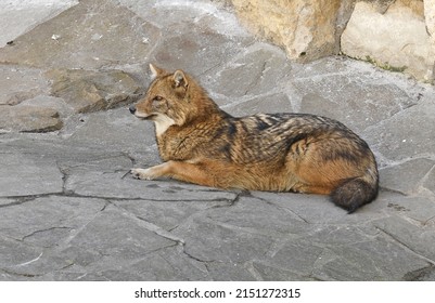 Golden Jackal (Canis Aureus) In Spring