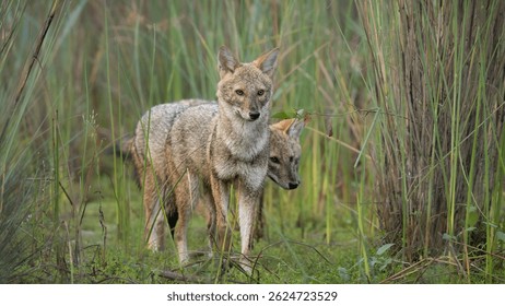 Un chacal dorado (Canis aureus) camina a través de aguas poco profundas, su pelaje marrón dorado se mezcla con el entorno natural circundante.