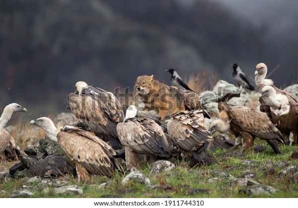Golden jackal fighting between vultures. Jackal\
and griffon vultures in the Bulgarian Rhodope mountains. Carnivore\
during winter. European\
nature.