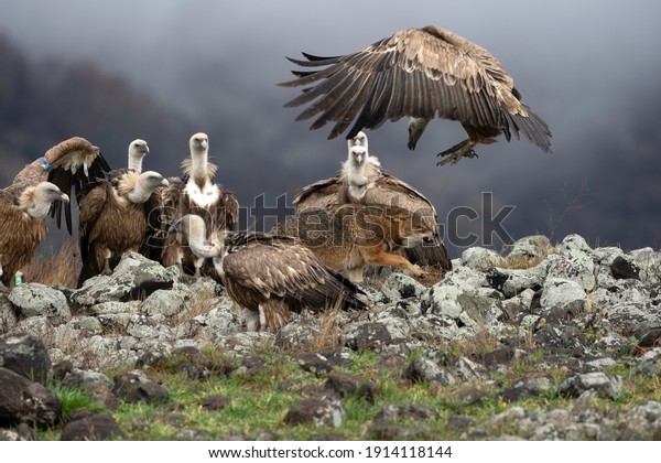 Golden jackal fighting between vultures. Jackal
and griffon vultures in the Bulgarian Rhodope mountains. Carnivore
during winter. European
nature.