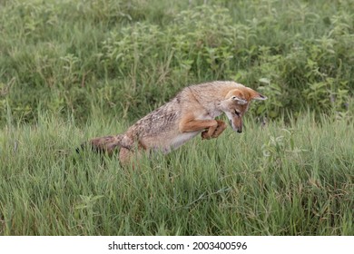 Golden Jackal, Hunting, Ngorongoro Crater, Tanzania