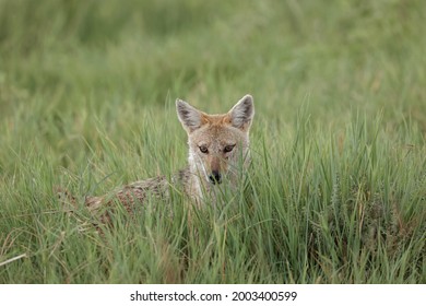 Golden Jackal, Hunting, Ngorongoro Crater, Tanzania