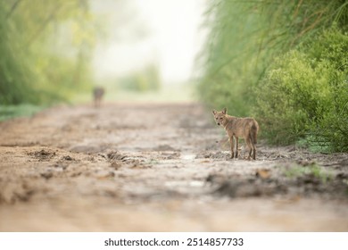 The Golden jackal in Morning 