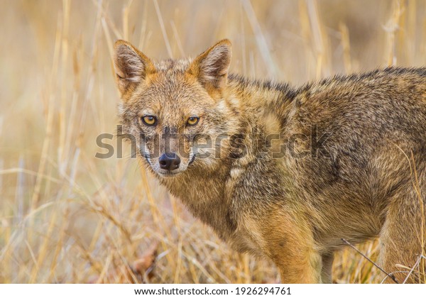 Golden jackal rushes across the road to keep
clear of the traffic