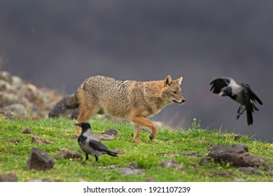 Golden jackal searching for food. Jackal moving in the Bulgaria mountains. Carnivore during winter. European nature.   - Shutterstock ID 1921107239