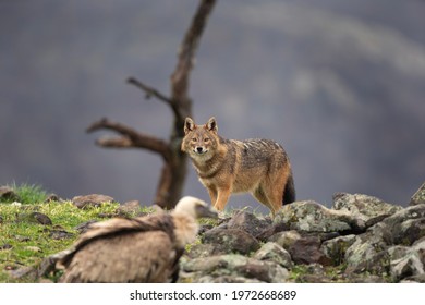 Golden jackal searching for food. Jackal moving in Rhodope Mountains. Carnivore during winter. European nature. Bulgaria wildlife. 