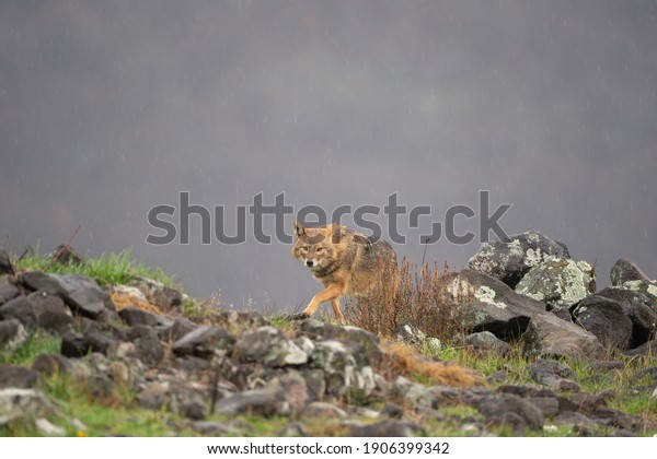 Golden jackal\
searching for food. Jackal moving in the Bulgaria mountains.\
Carnivore during winter. European nature.\
