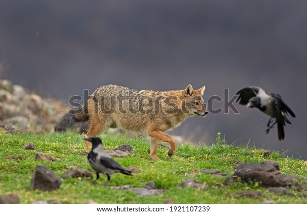 Golden jackal\
searching for food. Jackal moving in the Bulgaria mountains.\
Carnivore during winter. European nature. \
